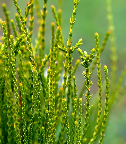 Platycladus orientalis 'Franky Boy'